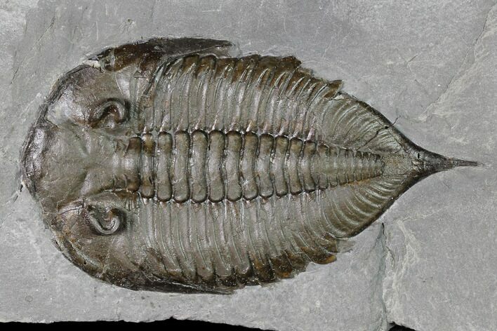 Dalmanites Trilobite Fossil - New York #147309